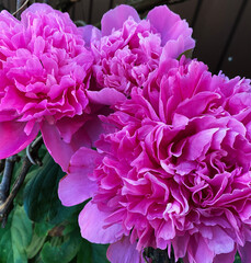 Luxurious peony flower with a beautiful aroma to decorate the flower bed