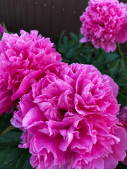 Luxurious peony flower with a beautiful aroma to decorate the flower bed