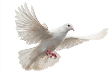 Obraz premium A Dove Flying Peacefully Against The White Sky Background Air