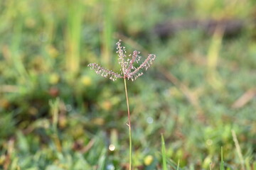 Cynodon dactylon grass flower. Its other names Bermuda, Dhoob, durva, ethana, dubo, dogs tooth grass, Bahama grass, devils grass, couch grass, Indian doab, arugampul, grama, wiregrass and scutch grass