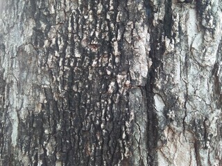 Close-up of natural tree bark texture
