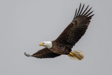 Obraz premium Bald Eagle Flying in the Sky in Search for Prey