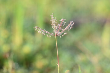 Fototapeta premium Cynodon dactylon grass flower. Its other names Bermuda,&nbsp;Dhoob,&nbsp;durva,&nbsp;ethana,&nbsp;dubo,&nbsp;dogs tooth grass, Bahama grass,&nbsp;devils grass,&nbsp;couch grass,&nbsp;Indian&nbsp;doab,&nbsp;arugampul,&nbsp;grama,&nbsp;wiregrass&nbsp;and&nbsp;scutch grass