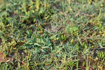 Cynodon dactylon grass flower. Its other names Bermuda, Dhoob, durva, ethana, dubo, dogs tooth grass, Bahama grass, devils grass, couch grass, Indian doab, arugampul, grama, wiregrass and scutch grass