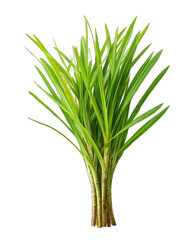 Fototapeta premium Bright green bunch of grass-like stalks