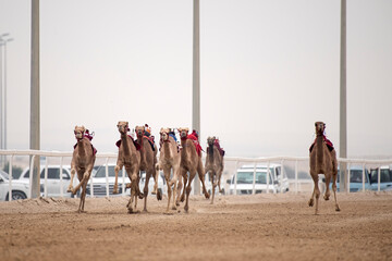 Traditional camel dromedary race of Ash-Shahaniyah in Qatar with robots instead of jockey.