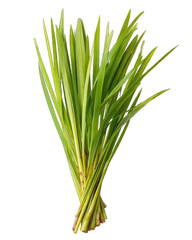 Fototapeta premium Fresh lemongrass bunch, vibrant green leaves