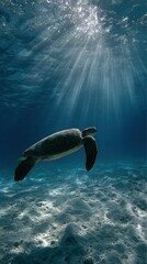 Obraz premium Sea Turtle Drifting Through Ocean Waters in Tropical Sunlight