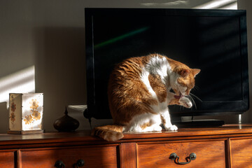 Close-up on a Ginger Cat sitting on top of a chest of drawers, in front of a television set, licking its raised left paw, bathed by the morning sun.