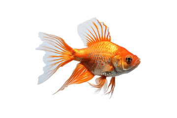 Golden Beauty: A striking close-up of a vibrant goldfish, its scales shimmering with hues of gold and orange, fins gracefully extended as it glides through water.