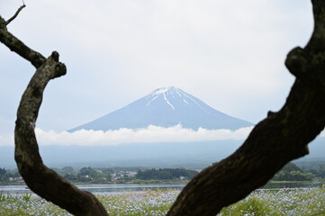 Fototapeta premium Mount Fuji Framed by Tree Branches at Oishi Park, Japan in Summer