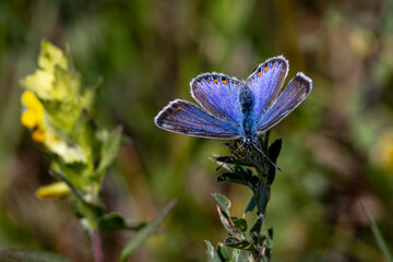 Schmetterling auf Nahrungssuche 