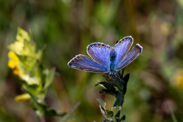 Schmetterling auf Nahrungssuche 