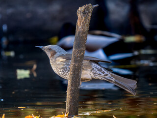 Naklejka premium 杭にとまるヒヨドリ