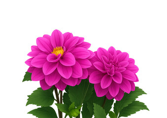 Pink Dahlia isolated on PNG background