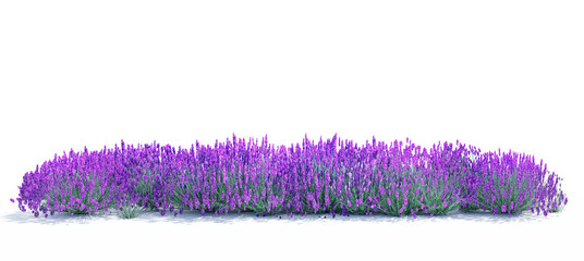 Lavender flowers field on transparent background, 3d illustration