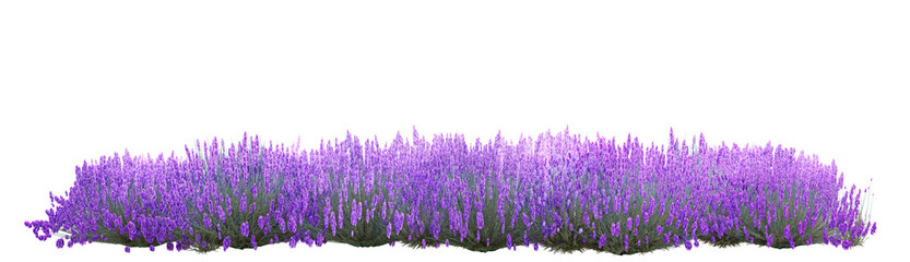 Lavender flowers field isolated on transparent background, 3d illustration