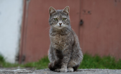 Obraz premium Gray cat sitting calmly on a pathway in a quiet outdoor setting during midday sunlight