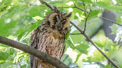 great horned owl