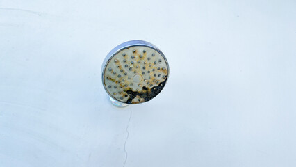 the shower head is covered in moss causing the water channel to be blocked