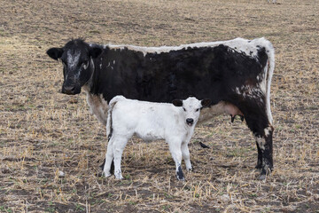 A cute young white colored calf standing next to its black and white colored Speckle Park breed...