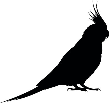 Elegant black silhouette of a cockatiel parrot bird pet icon logo wing tail beak white avian image fauna animal