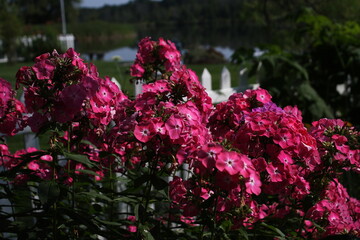 "A Fence, a Flower, a Flowing River"
