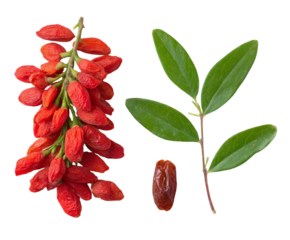 Vibrant Goji Berries Branch with Lush Green Leaves isolated on Transparent background showcasing its natural beauty and health benefits.