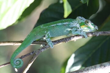 Furcifer pardalis - Nosy Be