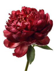 Close-up of a rich crimson peony, vibrant petals, dark background