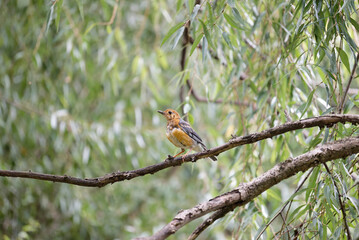 Orange-headed Thrush (Geokichla citrina)