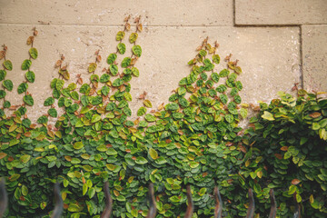 ivy on wall