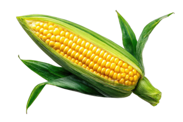 Close-up of a fresh corn on the cob, vibrant yellow kernels nestled within green husk