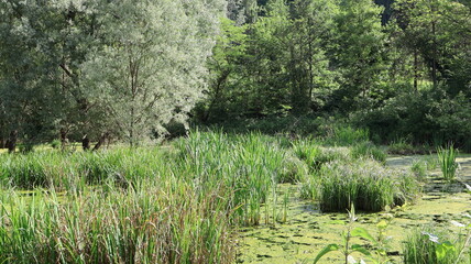 Piccolo lago umido, ecosistema di acqua dolce permanentemente allagato, situato nel nord della Lombardia, Italia