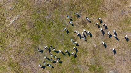 Aerial top-down view of Australian wild birds forming patterns on the dry, grassy wetlands of St Kilda, South Australia: captured with a drone during clear daylight.