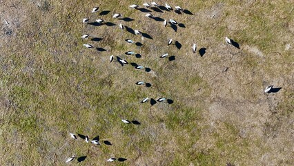 Aerial top-down view of Australian wild birds forming patterns on the dry, grassy wetlands of St Kilda, South Australia: captured with a drone during clear daylight.