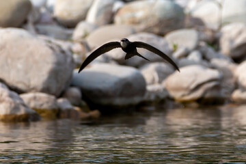 A pallid swift bird flies low, above the river to drink water. Apus pallidus.