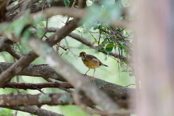 Orange-headed Thrush (Geokichla citrina)