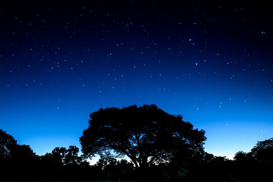 Clear night sky filled with stars above silhouette of trees - Powered by Adobe