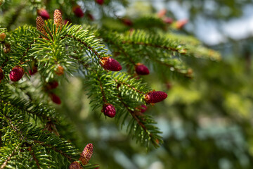 Young red female cones of Norway spruce (Picea abies) on fresh green branches in spring, Tatra Mountains, Slovakia. A vivid detail of forest renewal and alpine nature.