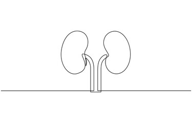 Continuous one line drawing of human organ kidney, One continuous line drawing of human kidney organ anatomy. single line drawing of kidney. editable stroke.