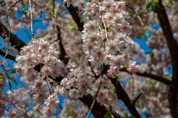 Double-flowered weeping cherry blossoms in full bloom under a blue sky.