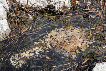 Tadpoles swimming in shallow water near the shore of Štrbské pleso, High Tatras, Slovakia. A natural detail of amphibian development in a mountain lake habitat.