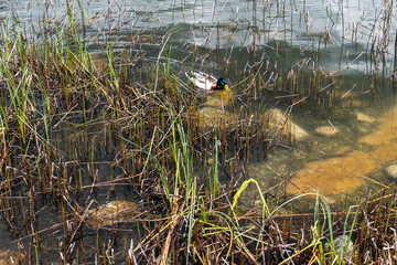 Male mallard duck (Anas platyrhynchos) swimming among reeds in shallow water near the shore of Štrbské pleso, High Tatras, Slovakia.