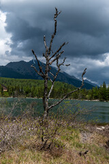 Obraz premium A lone dead tree stands on the shore of Štrbské pleso, High Tatras, Slovakia, under a dramatic sky. A striking contrast of life, silence, and wild alpine scenery.