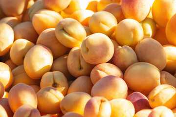 Fresh organic apricots at farmers market in natural sunlight, healthy and ripe summer fruit