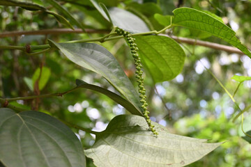 An immature black pepper spike with growing fruits is hanging from the vine