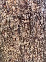 Tree texture in the garden for nature and environment background.