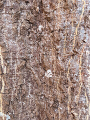 Tree texture in the garden for nature and environment background.