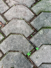 Obraz premium Green moss on concrete walkway in garden for environment background